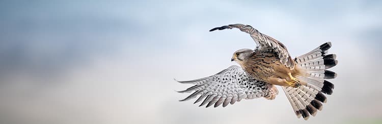 Spread your wings
